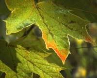 &quot;Rudens laiškas&quot; Birutė Simanavičienė